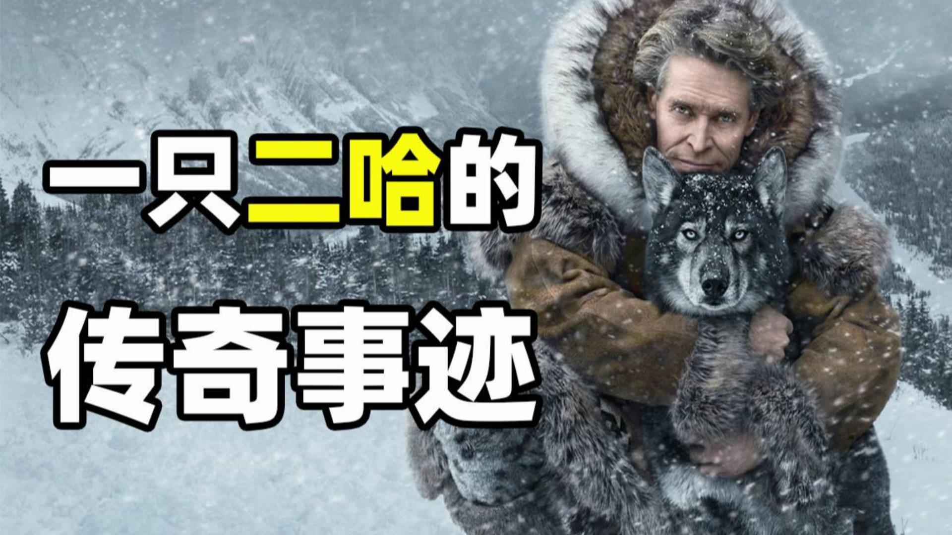 【九筒】传奇雪橇犬二哈拯救一个镇孩子的感人故事,真实事件改编《多哥》